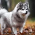 10 Things You Need To Know Before Adopting A Pomsky Puppy