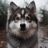 Pomsky Shirt Collection: Show off Your Love for Pomskies!