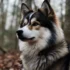 Pomsky Shiba Mix: Understanding This Unique Hybrid