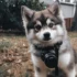 Pomsky Shirt Collection: Show off Your Love for Pomskies!