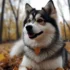 Pomsky Siberiano: Understanding the Personality Traits and Temperament