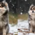 How to Manage Pomsky Separation Anxiety and Keep Your Pup Happy