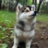 Pomsky Short Hair: Everything You Need to Know About This Adorable Breed