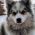 Pomsky Size Calculator: Estimate Your Pomsky’s Adult Size