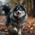Pomsky Siberiano Precio: ¿Cuánto Cuesta un Pomsky?
