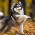 Teacup Pomskies For Sale: Finding Your Perfect Companion