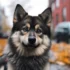 Full Grown Pomsky Size: What To Expect From Your Adorable Hybrid Companion