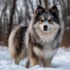 AKC Pomskies For Sale: Find Your Perfect Furry Companion