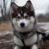 F2 Pomsky For Sale – Adorable And Healthy Puppies For Your Home