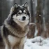Cream Pomsky: A Guide To This Adorable Breed