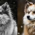 Pomsky: Understanding the Mix of Pomeranian and Husky for a Unique Breed