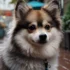 Pomsky Size Comparison: How Big Do Pomskies Get?