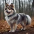 Pomsky Dog Price Guide