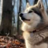 Pictures Of Pomskies: Adorable Photos Of This Popular Designer Dog Breed