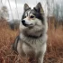 Pomsky Puppies for Sale in Ireland