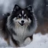 Pomsky Taille Adulte: Tout savoir sur la taille adulte de votre Pomsky