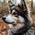 Pomsky Size and Appearance: What to Expect from a Pomsky’s Size?