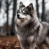 Pomsky Soft Toy: Cuddly Plushies for Your Little Ones