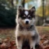 Pomskies: The Adorable Small Husky Breed You Need to Know About