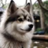 Pomsky Breeders in South Carolina: Finding the Right Pomsky for You
