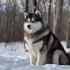 Pomsky Breeders in South Africa: Find Your Furry Friend Today