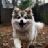 Pomsky Puppies for Sale in Spokane