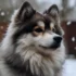Pomsky Stud Services: Finding the Right Breeder for Your Pomskies