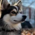 Pomsky Studs Near Me: Finding the Right Breeder for Your Pomsky Puppy