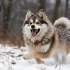 Pomsky Puppies for Sale in Sydney