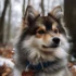 Pomsky SVG Designs for Creative DIY Projects