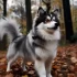 Pomsky Taille: Understanding the Size and Appearance of Pomskies