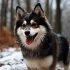 Pomsky Puppies for Sale in Sydney