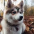 Pomsky Tail Length: Understanding the Size and Appearance of this Designer Breed