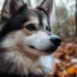 Pomsky Size and Appearance: What to Expect from a Pomsky’s Size?