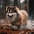A Guide To Understanding Pomskies: Size, Appearance, And Personality Traits