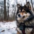 Teacup Pomskies: Understanding Their Personality Traits