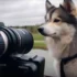 Exotic Pomskies: Everything You Need To Know About This Unique Mix Breed