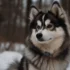 Pomskies For Sale In MA: Find Your New Furry Friend Today!