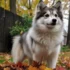 Teacup Pomskies for Sale Near Me: What You Need to Know