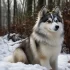 Teacup Pomskies for Sale: Finding Your Perfect Little Companion