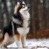 Pomsky Teacup Prices: How Much Should You Expect to Pay?