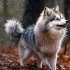 Teacup Pomskies for Sale: Finding Your Perfect Little Companion