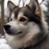 Pomsky Teething: Tips and Tricks for a Healthy and Happy Puppy