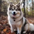 Pomsky Teeth: Dental Care and Hygiene Tips for your Furry Companion