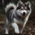 Pomsky Grooming: Everything You Need To Know About The Teddy Bear Cut For Pomskies