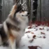 Pomskies For Sale On Craigslist: Tips For Finding The Right Breeder
