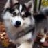 Pomsky Terrier Mix: Understanding the Temperament and Behavior