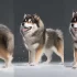 Pomsky Teddy Bears: The Perfect Companion for Cuddly Pet Lovers