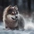 Everything You Need to Know About Third Generation Pomskies