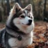 Pomsky Temperament: What to Expect from Your Furry Friend